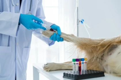 pies na badaniu krwi