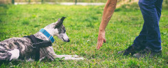 pies na trawniku z psim behawiorystą